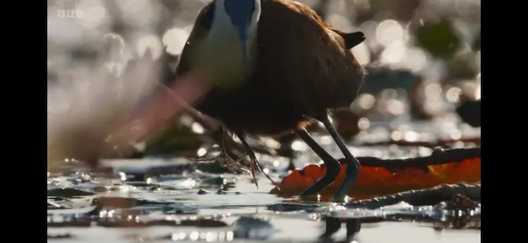 African jacana (Actophilornis africanus) as shown in Planet Earth III - Freshwater